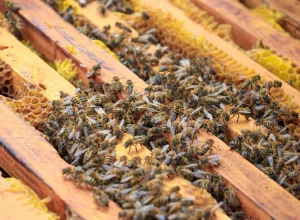 Вкусный мёд, высокий урожай. Как сохранить здоровье пчёл?