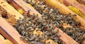 Вкусный мёд, высокий урожай. Как сохранить здоровье пчёл?